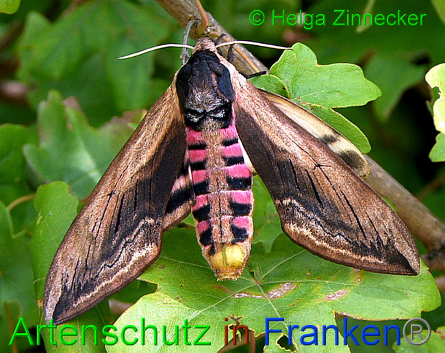 © Artenschutz in Franken® / Helga Zinnecker Bild zum Eintrag (1054865-160)
