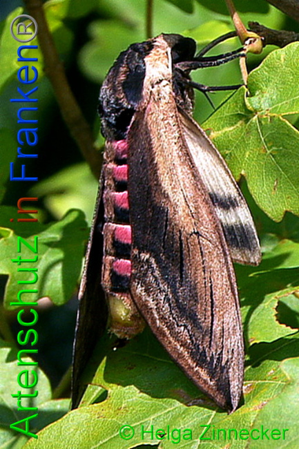 © Artenschutz in Franken® / Helga Zinnecker Bild zum Eintrag (1054869-160)