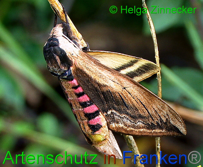 © Artenschutz in Franken® / Helga Zinnecker Bild zum Eintrag (1054870-160)