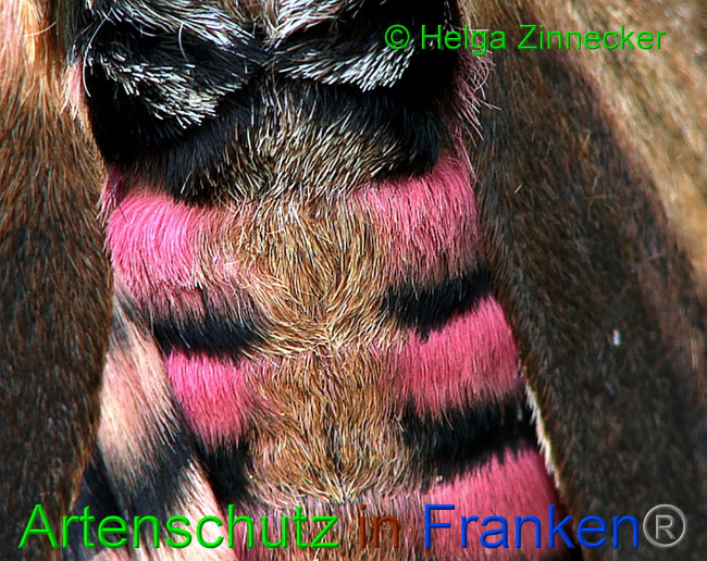 © Artenschutz in Franken® / Helga Zinnecker Bild zum Eintrag (1054871-160)