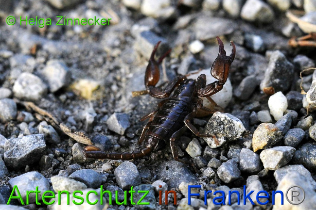 © Artenschutz in Franken® / Helga Zinnecker Bild zum Eintrag (1054959-160)