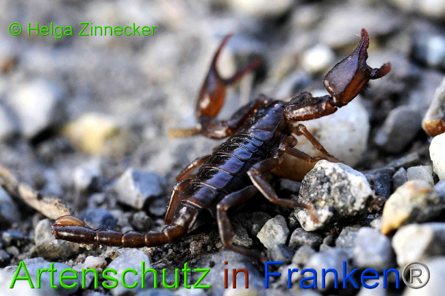 © Artenschutz in Franken® / Helga Zinnecker Bild zum Eintrag (1054962-160)
