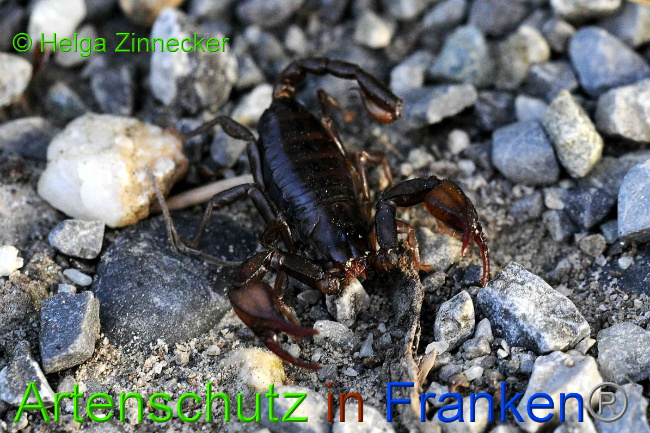 © Artenschutz in Franken® / Helga Zinnecker Bild zum Eintrag (1054965-160)