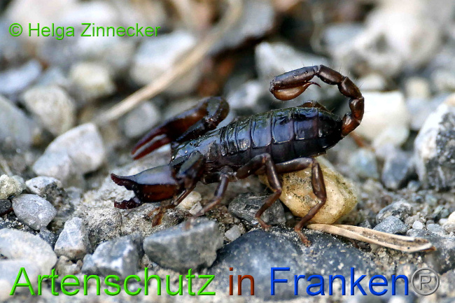 © Artenschutz in Franken® / Helga Zinnecker Bild zum Eintrag (1054966-160)