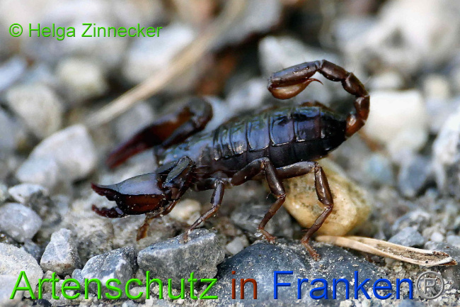 © Artenschutz in Franken® / Helga Zinnecker Bild zum Eintrag (1054967-160)