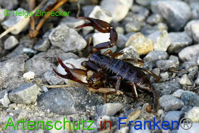 © Artenschutz in Franken® / Helga Zinnecker Bild zum Eintrag (1054970-160)