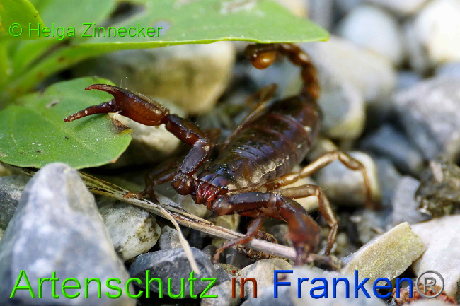 © Artenschutz in Franken® / Helga Zinnecker Bild zum Eintrag (1054971-160)