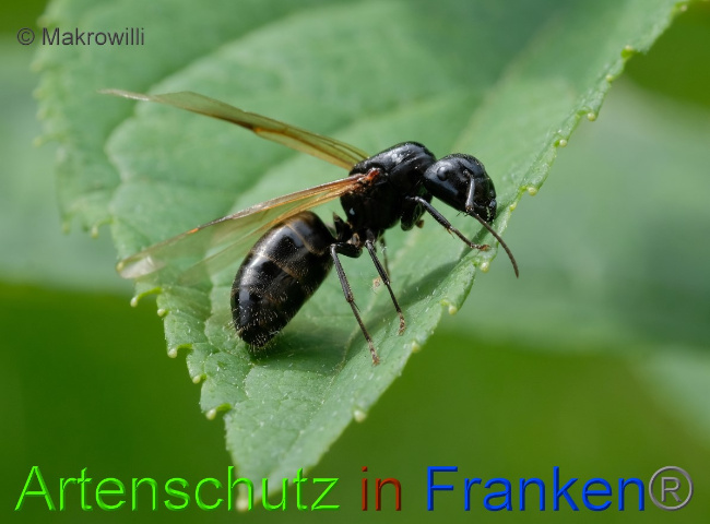 © Artenschutz in Franken® / Makrowilli Bild zum Eintrag (1055099-160)