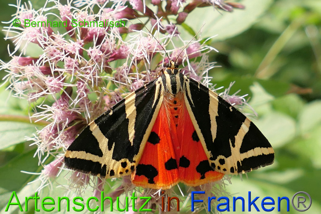 © Artenschutz in Franken® / Bernhard Schmalisch Bild zum Eintrag (1055146-160)