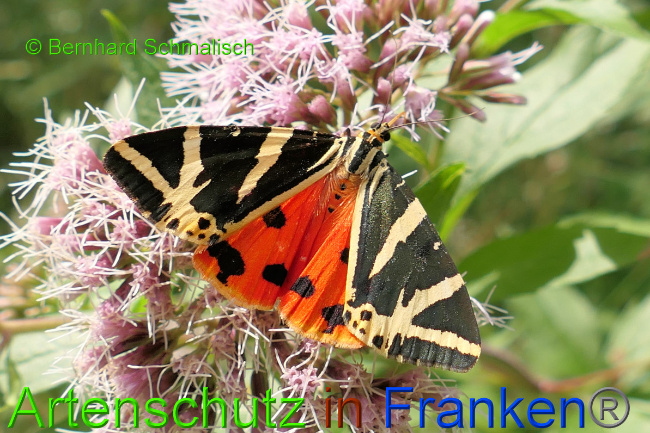 © Artenschutz in Franken® / Bernhard Schmalisch Bild zum Eintrag (1055147-160)