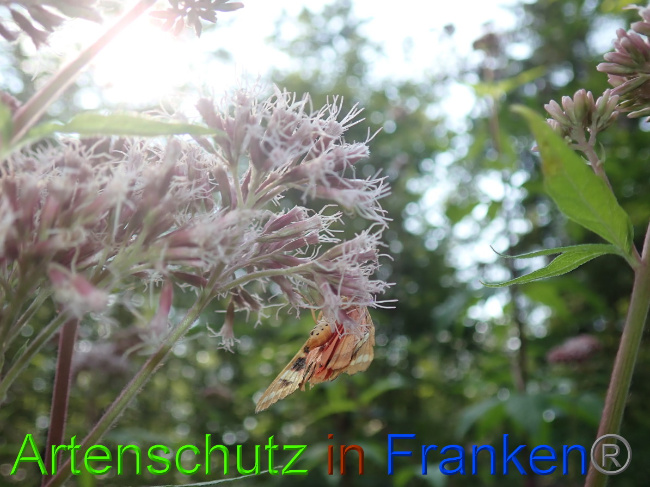 © Artenschutz in Franken® Bild zum Eintrag (1055149-160)