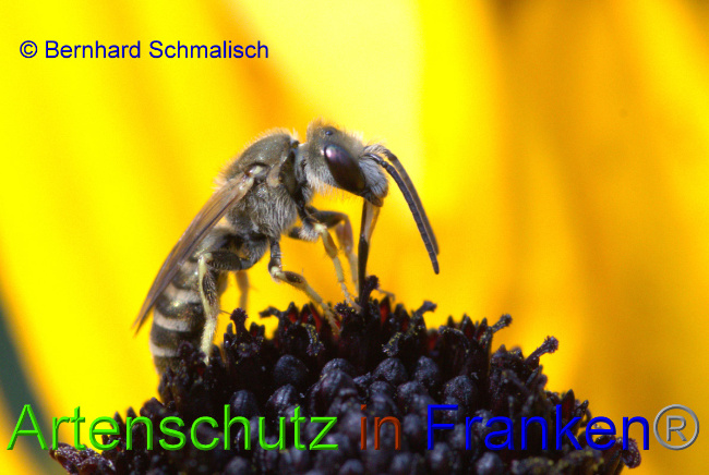 © Artenschutz in Franken® / Bernhard Schmalisch Bild zum Eintrag (1055176-160)
