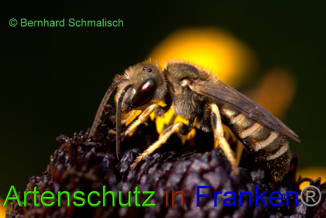© Artenschutz in Franken® / Bernhard Schmalisch Bild zum Eintrag (1055177-160)