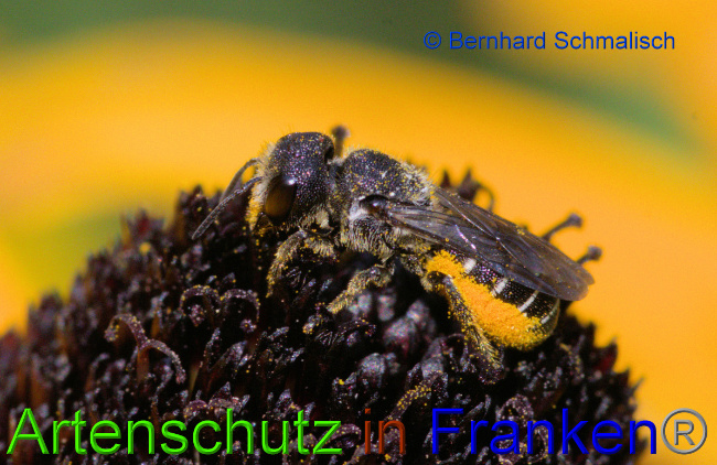© Artenschutz in Franken® / Bernhard Schmalisch Bild zum Eintrag (1055184-160)