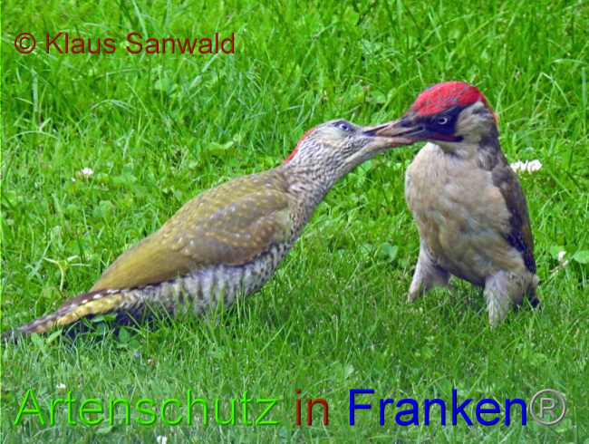 © Artenschutz in Franken® / Klaus Sanwald Bild zum Eintrag (1055240-160)