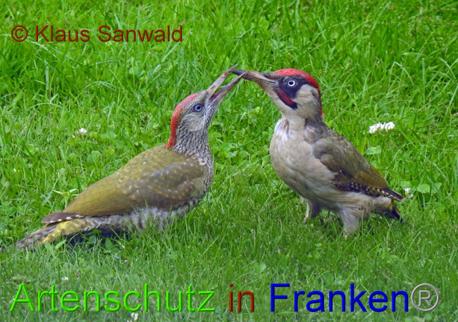 © Artenschutz in Franken® / Klaus Sanwald Bild zum Eintrag (1055241-160)