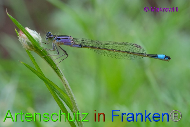 © Artenschutz in Franken® / Makrowilli Bild zum Eintrag (1055282-160)