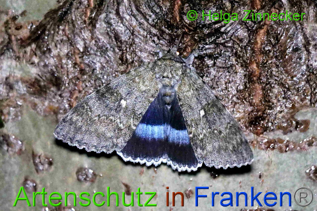 © Artenschutz in Franken® / Helga Zinnecker Bild zum Eintrag (1055362-160)