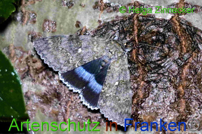© Artenschutz in Franken® / Helga Zinnecker Bild zum Eintrag (1055363-160)