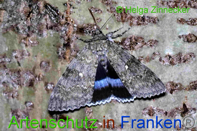 © Artenschutz in Franken® / Helga Zinnecker Bild zum Eintrag (1055364-160)