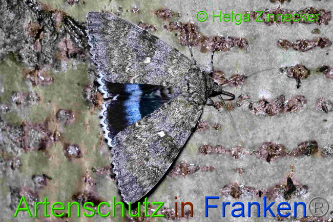 © Artenschutz in Franken® / Helga Zinnecker Bild zum Eintrag (1055366-160)