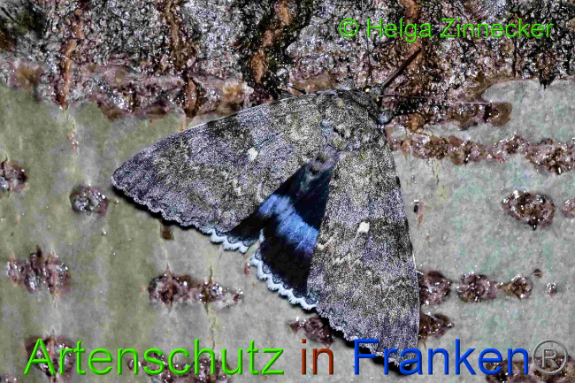 © Artenschutz in Franken® / Helga Zinnecker Bild zum Eintrag (1055367-160)