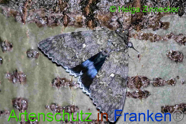 © Artenschutz in Franken® / Helga Zinnecker Bild zum Eintrag (1055368-160)
