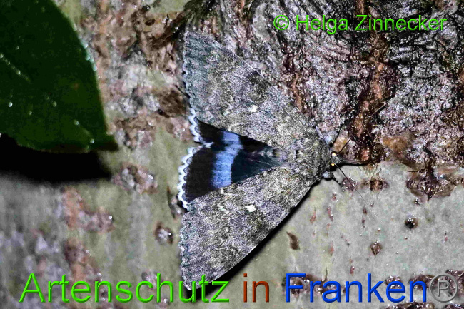 © Artenschutz in Franken® / Helga Zinnecker Bild zum Eintrag (1055370-160)