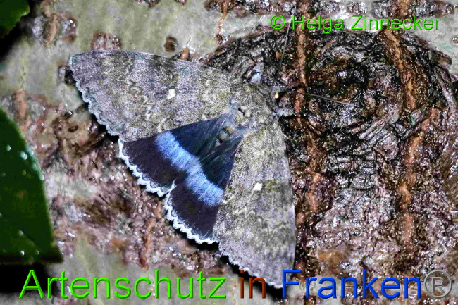 © Artenschutz in Franken® / Helga Zinnecker Bild zum Eintrag (1055371-160)