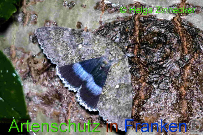 © Artenschutz in Franken® / Helga Zinnecker Bild zum Eintrag (1055372-160)