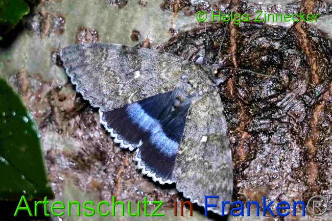 © Artenschutz in Franken® / Helga Zinnecker Bild zum Eintrag (1055374-160)