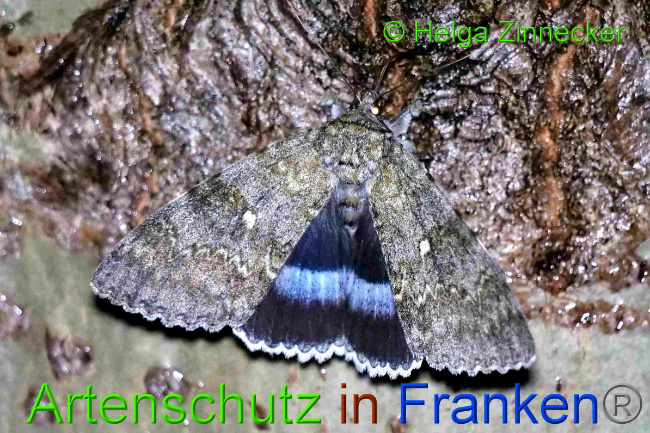 © Artenschutz in Franken® / Helga Zinnecker Bild zum Eintrag (1055376-160)