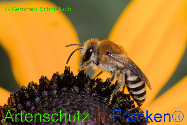© Artenschutz in Franken® / Bernhard Schmalisch Bild zum Eintrag (1055393-160)