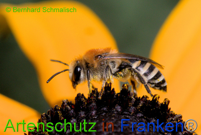 © Artenschutz in Franken® / Bernhard Schmalisch Bild zum Eintrag (1055394-160)