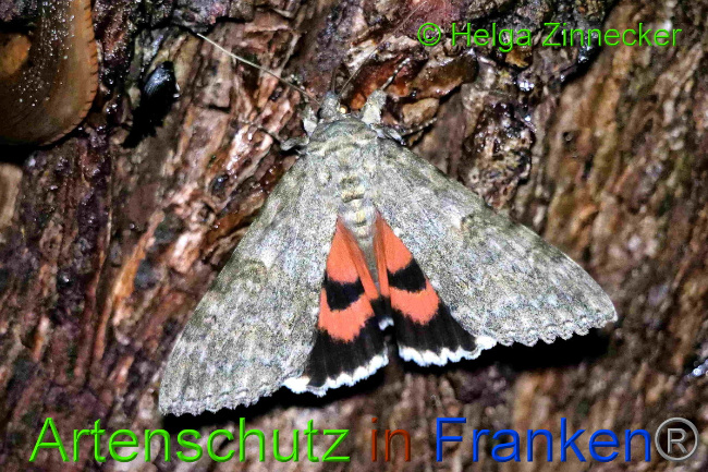 © Artenschutz in Franken® / Helga Zinnecker Bild zum Eintrag (1055412-160)