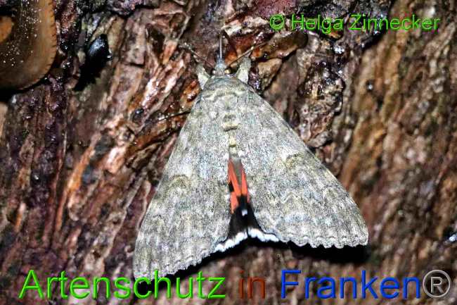© Artenschutz in Franken® / Helga Zinnecker Bild zum Eintrag (1055413-160)