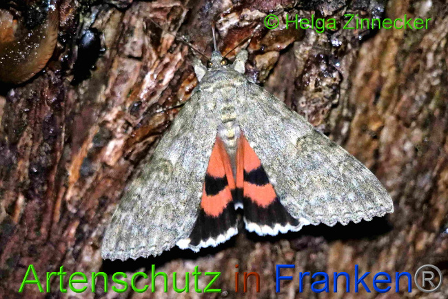 © Artenschutz in Franken® / Helga Zinnecker Bild zum Eintrag (1055414-160)