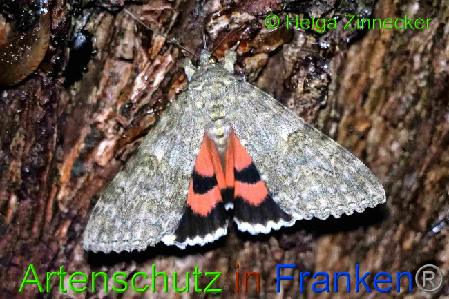 © Artenschutz in Franken® / Helga Zinnecker Bild zum Eintrag (1055416-160)