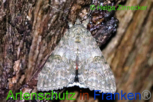 © Artenschutz in Franken® / Helga Zinnecker Bild zum Eintrag (1055417-160)