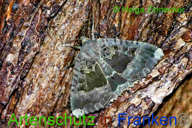 © Artenschutz in Franken® / Helga Zinnecker Bild zum Eintrag (1055420-160)