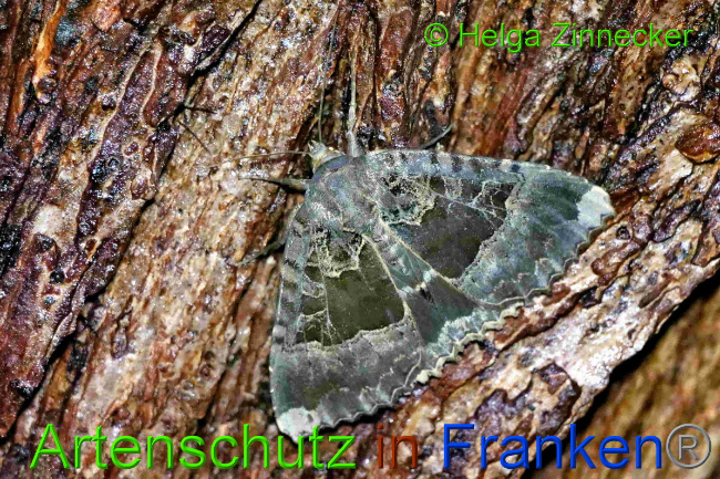© Artenschutz in Franken® / Helga Zinnecker Bild zum Eintrag (1055421-160)