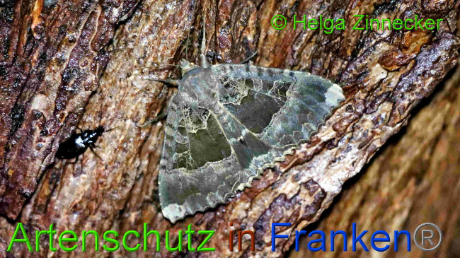 © Artenschutz in Franken® / Helga Zinnecker Bild zum Eintrag (1055422-160)