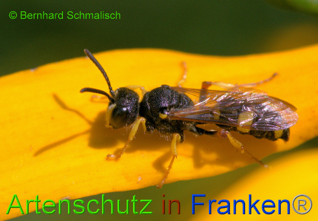 © Artenschutz in Franken® / Bernhard Schmalisch Bild zum Eintrag (1055432-160)