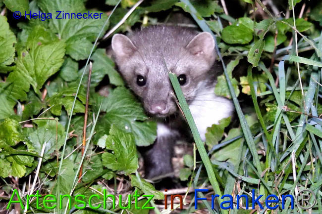© Artenschutz in Franken® / Helga Zinnecker Bild zum Eintrag (1055437-160)