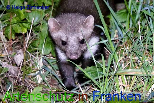 © Artenschutz in Franken® / Helga Zinnecker Bild zum Eintrag (1055438-160)