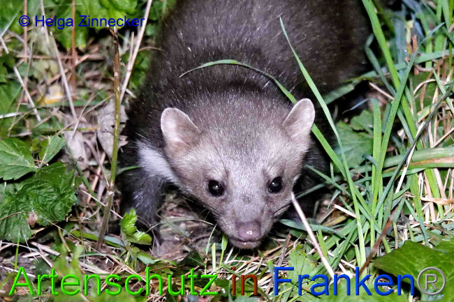 © Artenschutz in Franken® / Helga Zinnecker Bild zum Eintrag (1055440-160)