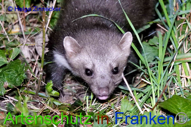 © Artenschutz in Franken® / Helga Zinnecker Bild zum Eintrag (1055441-160)