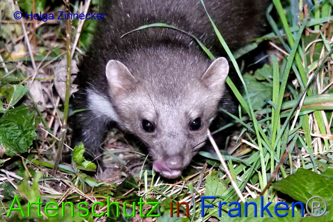 © Artenschutz in Franken® / Helga Zinnecker Bild zum Eintrag (1055442-160)