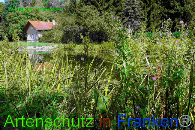 © Artenschutz in Franken® / Helga Zinnecker Bild zum Eintrag (1055459-160)