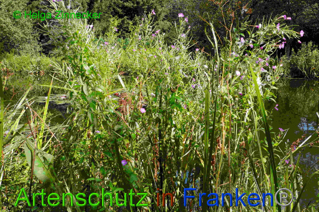 © Artenschutz in Franken® / Helga Zinnecker Bild zum Eintrag (1055460-160)